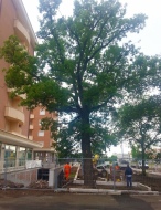 La quercia salvata dall'abbattimento